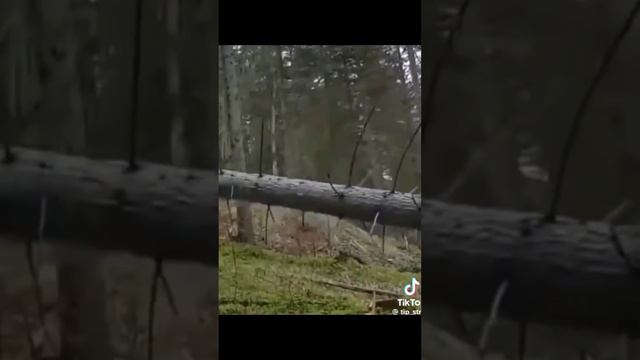 Валка деревьев XXI века.