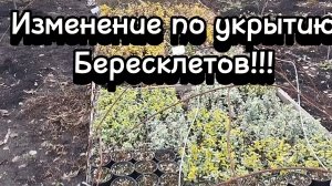 🪴Укрываем Бересклеты небольшие изменения 🪴