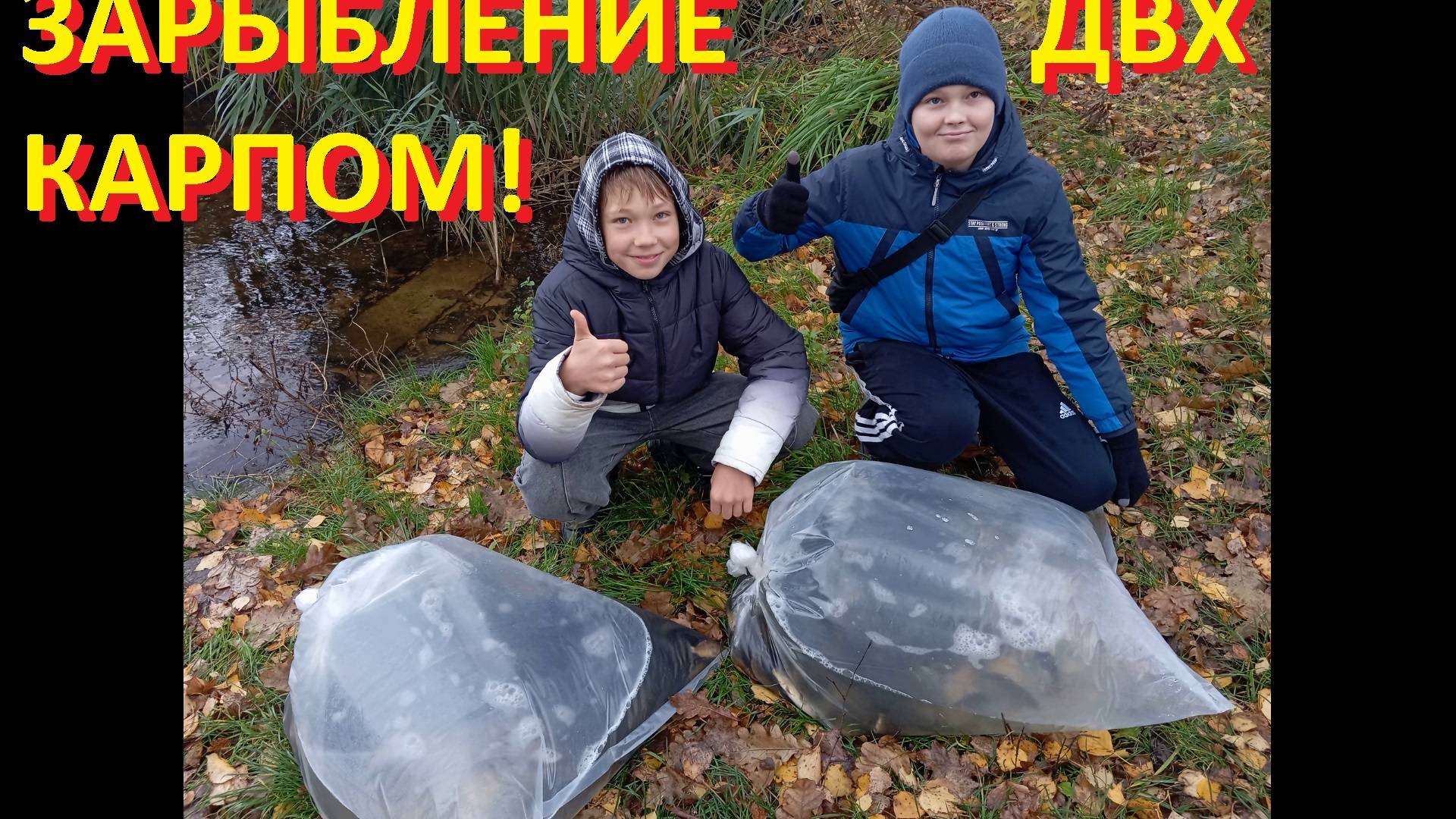 Зарыбление мальком карпа ДВХ!!!