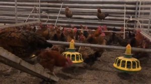 Кучинская юбилейная Генофонд Сергиев Посад