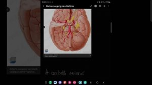 Blutversorgung des Gehirns mit Michelle-Elisabèthe)