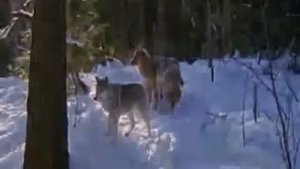 МЫ ВОЛКИ Слава Медяник mp4
