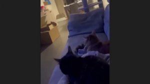 забавные и смешные кошки и собаки 637