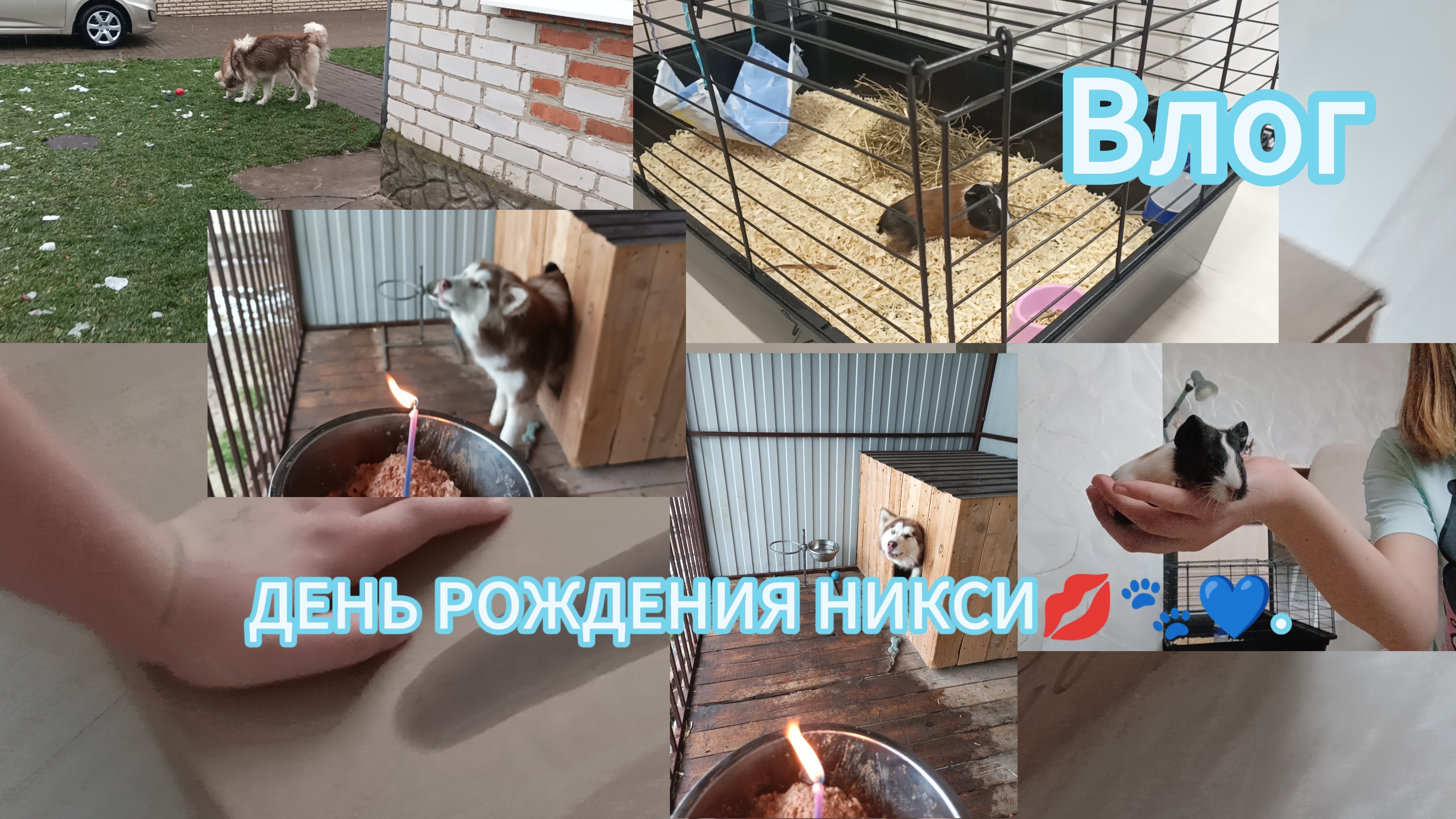 Влог.У Никси день рождения.Собираю клетку для Дерри. 04.11.2024.
