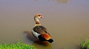 20607699-uhd_3840_2160_60fps