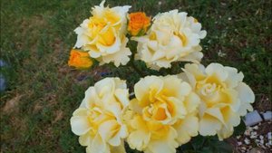 Обзор сорта Керио - самая желтая роза. Личный опыт и свои фотографии в разное время сезона. Отзыв.