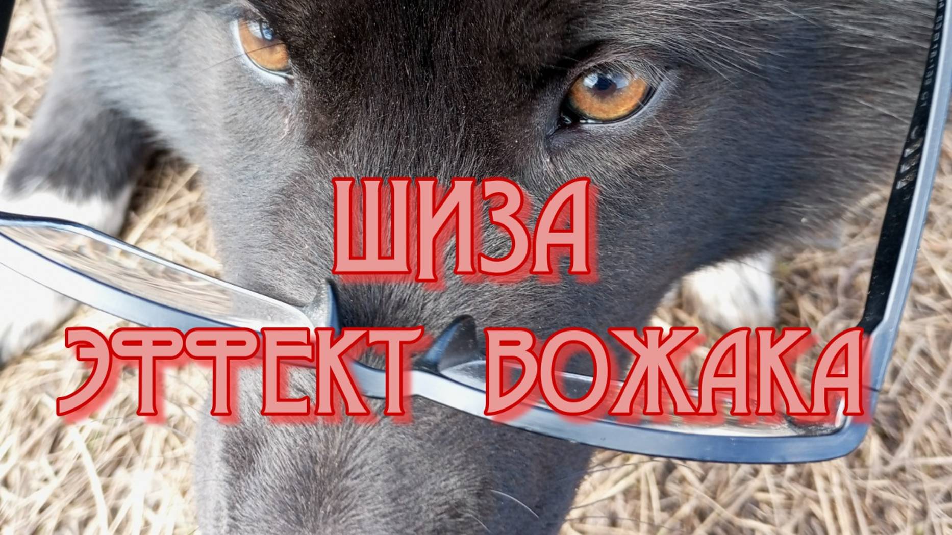 Шиза_Эффект_вожака
