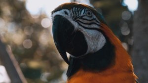 17753133-uhd_3840_2160_25fps