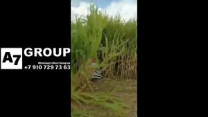 Косилка для технической конопли #конопля #косилка #уборка