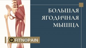 Какие функции выполняет большая ягодичная мышца: как её тренировать в разных режимах и позициях