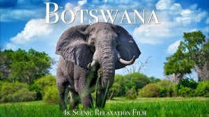 Botswana & Okavango Delta 4K - Scenic Wildlife Film With African Music