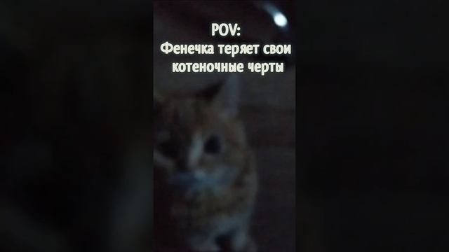 Фенечка с каждым днем все круглее #кот #cat #meme #котики #funnycats  #kitten #котик