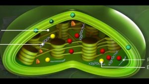 11_Grade_Biology_Structure and function of chloroplast