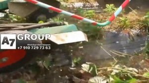 Клубника. Как удалить усы #клубника #усы #удалениеусов