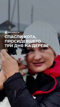 Спасли кота, просидевшего три дня на дереве