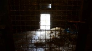 Львица Миледи принимает малышей !