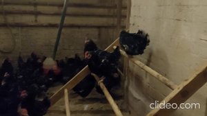 Австралорп черно-пестрый Генофонд Сергиев Посад декабрь 2020