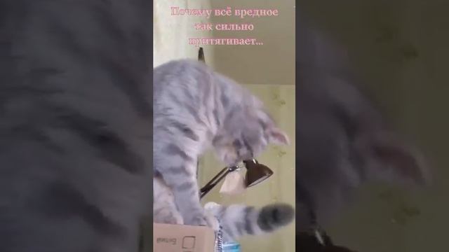 Почему всё вредное так сильно притягивает...