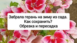 Герань занесла с улицы домой. Как сохранить зимой