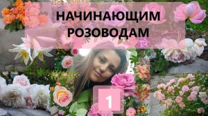 Садовые розы - что нужно знать новичкам. Простым доступным языком. Часть 1