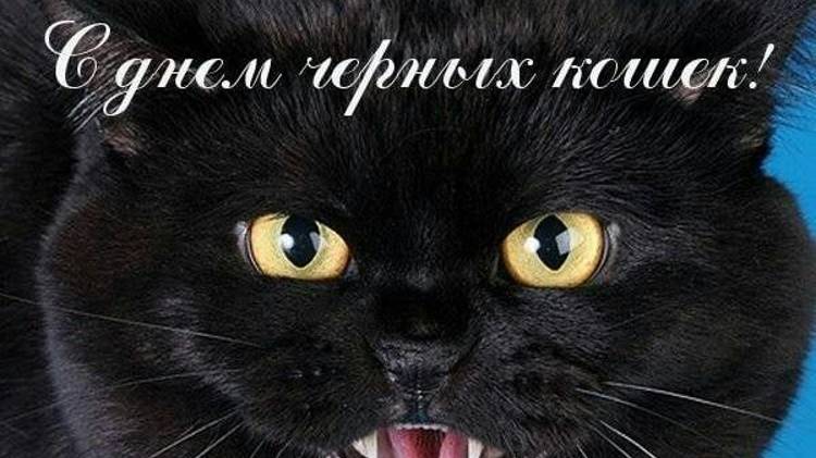 День чёрных котов и кошек 17 ноября