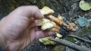 Грибы чашуйчатка обыкновенная, думал это осенние опята. Красивый и очень вкусный гриб