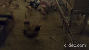 Загорская лососевая Генофонд Сергиев Посад декабрь 2020