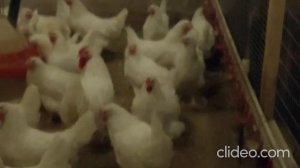 Московская белая Генофонд Сергиев Посад декабрь 2020