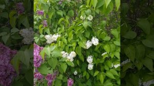 Радостью делюсь!  #весна #nature #flower #plant #lilac #настроение #позитив #природа