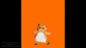 таптаптап по хамеку