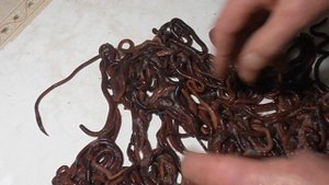 Черный Принц - моя версия Старателя, выведенная за 4 года.