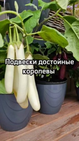 КРУГЛЫЙ ГОД баклажанов: мы выбрали ЛУЧШИЕ сорта для вас!