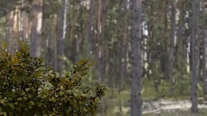 «Берегите лес от пожара» Мультфильм