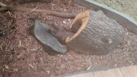 Медоед и медоед