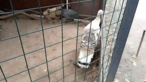 Мини-зоопарк в Центральном парке Культуры и Отдыха (ЦПКиО) — сделано в Clipchamp (1)