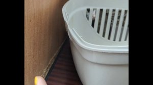 Котенок чуть не погибла, врач чуть не загубил кроху