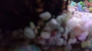 Голодный каламоихт пытается съесть панцирь гаммаруса