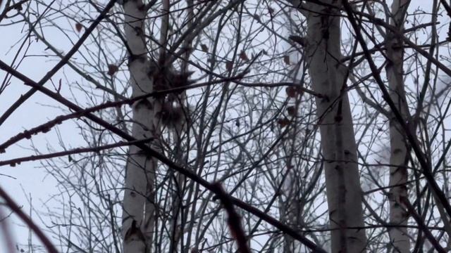 Гера загнала белочку на дерево. смотреть онлайн