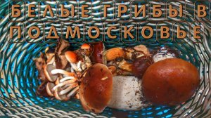 Где в лесу растут белые грибы пришло время собирать в Подмосковье