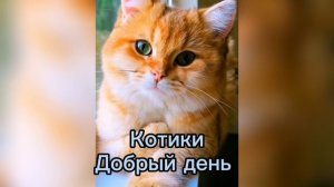 Добрый день