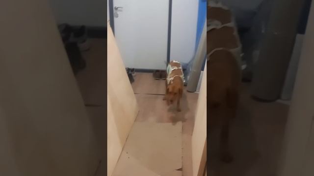 Собака 2_5269650977832591372