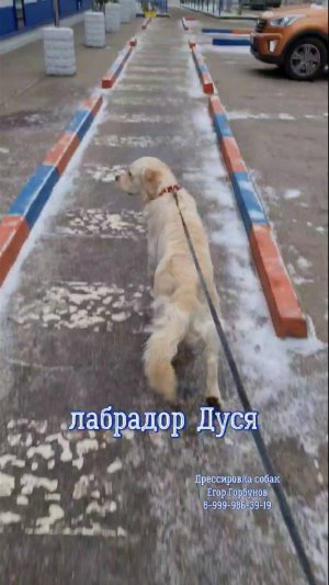 Лабрадор Дуся, бытовая дрессировка, окд