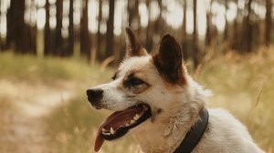 11529389-hd_1920_1080_25fps