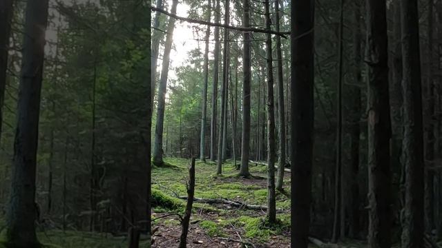 ГРИБНИК НАШЕЛ ГРАНДИОЗНЫЙ ПОДОСИНОВИК! ФЕНОМЕНАЛЬНАЯ НАХОДКА! БЛАГОРОДНЫЕ ГРИБЫ 2024