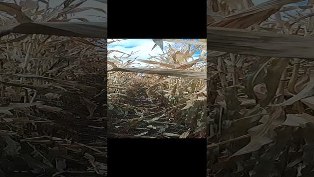 кукурузные поля