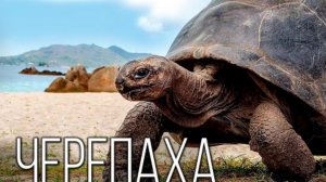 Черепахи: Неторопливые долгожители |Интересные факты