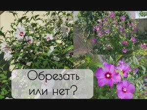 Обрезка гибискуса древовидного - моя логика. Нужна ли она вообще и для чего?