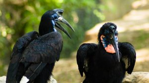 Абиссинский рогатый ворон в Ленинградском зоопарке