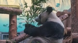 Панда есть бамбук