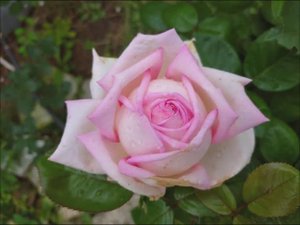 Обзор сорта розы Мириам - Амазин Грейс. Много реальных фото, нюансов, минусы, плюсы. Все как есть.